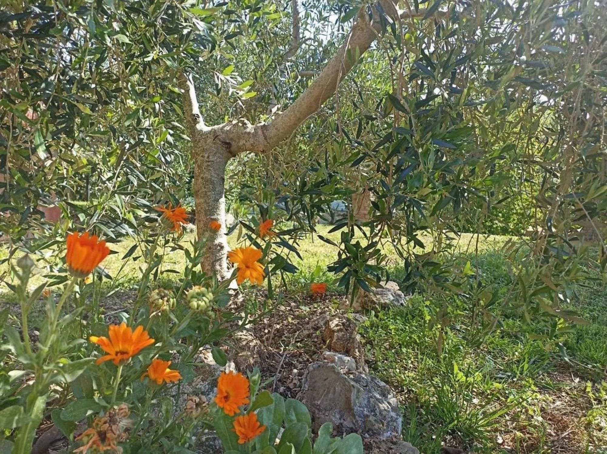 La Mandriana Villa Massa Marittima Dış mekan fotoğraf