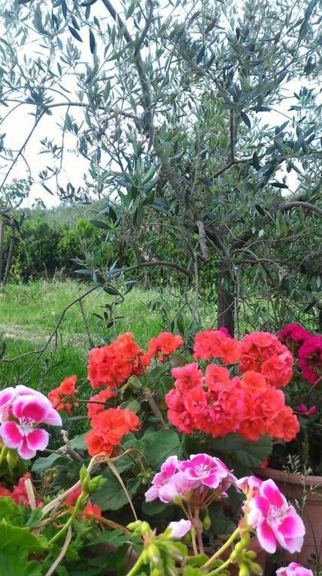 La Mandriana Villa Massa Marittima Dış mekan fotoğraf