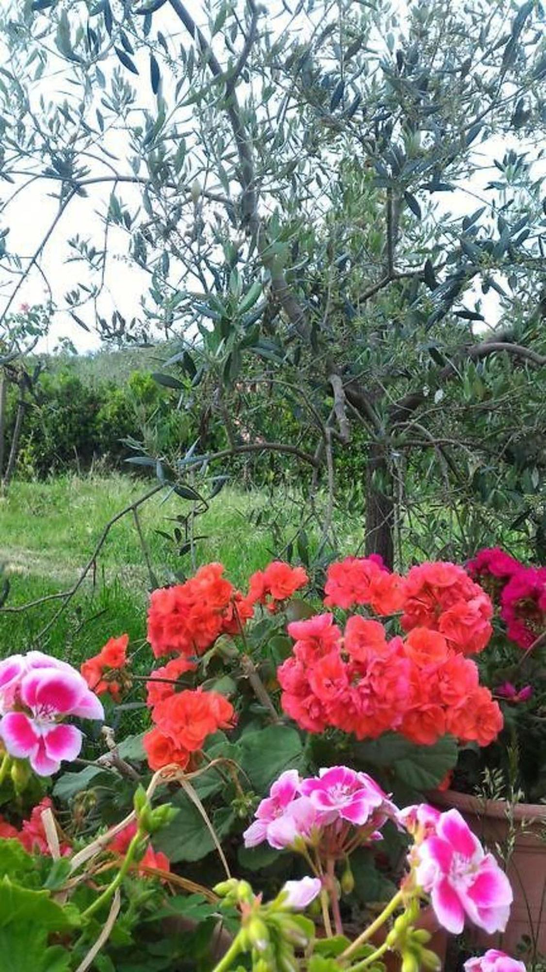 La Mandriana Villa Massa Marittima Dış mekan fotoğraf