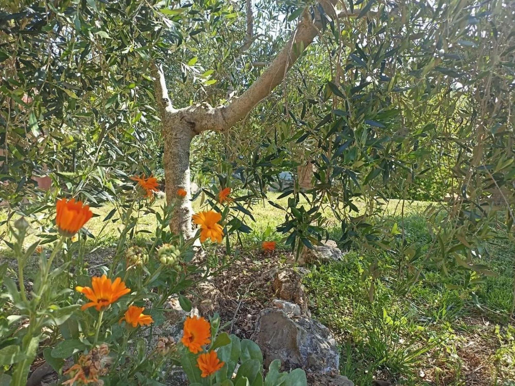 La Mandriana Villa Massa Marittima Dış mekan fotoğraf